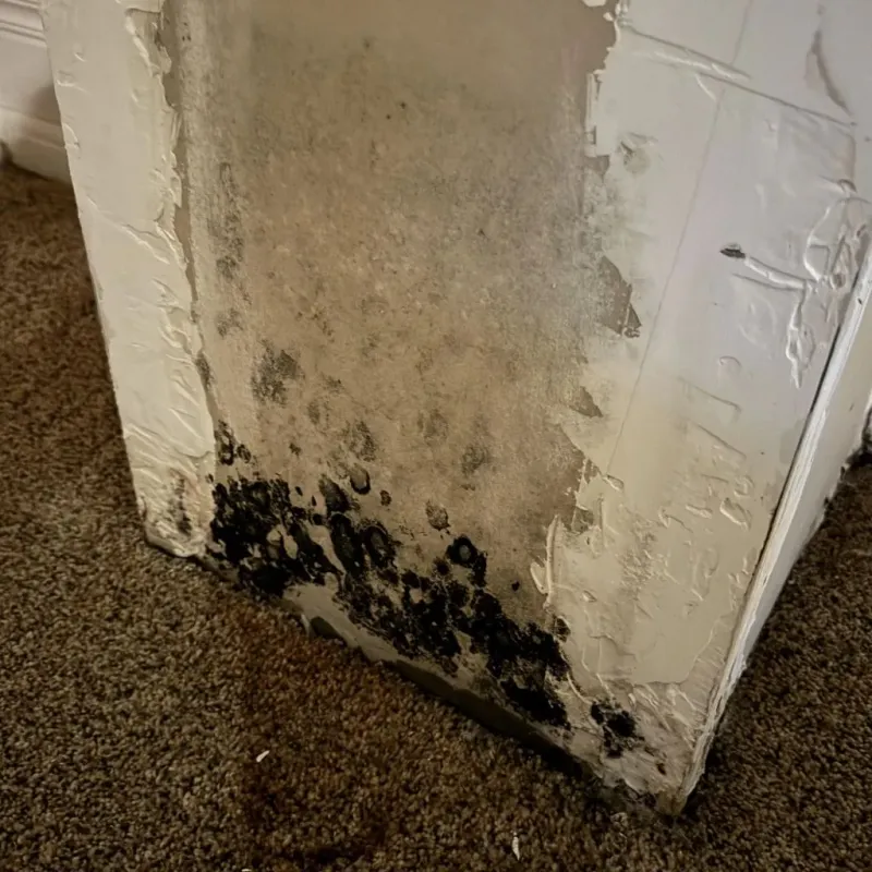Professional Mold Removal in Hennepin, IL